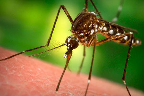 Sağlık Bakanlığı uyardı:Sivrisineklere dikkat