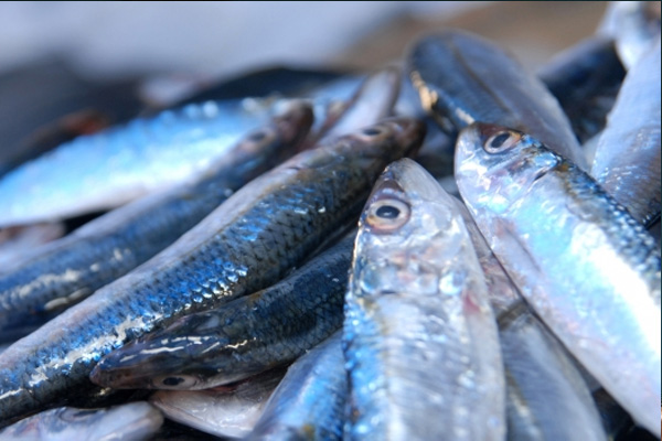 Gürcü hamsisi fiyatları düşürecek