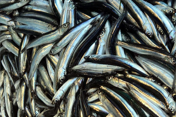 İthal somon yerine yerli hamsi çağrısı