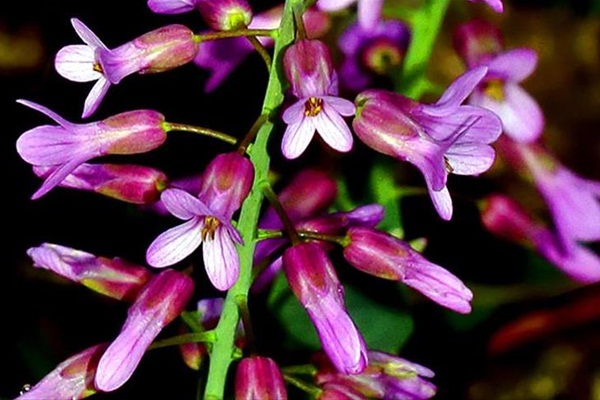 Dünya literatürüne kaşifinin ismiyle girdi