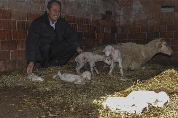 Tek batında 6 kuzu doğurdu