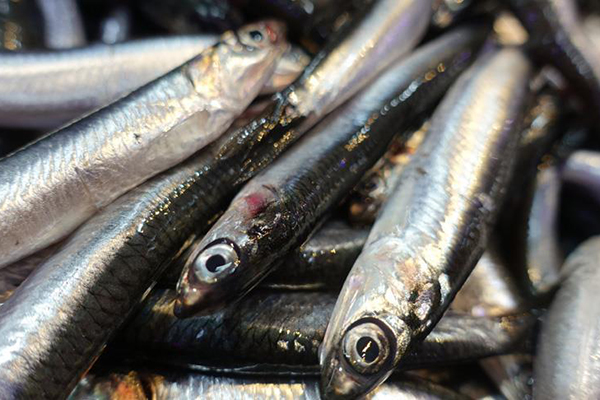 Karadeniz'deki bolluk balıkçıları memnun etti