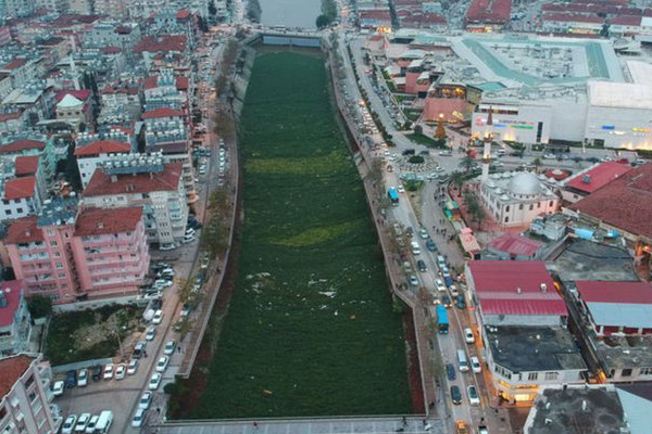 Asi nehrini su sümbülleri istila etti