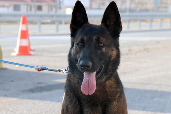 Dedektör köpek Odin 1 ton uyuşturucu madde buldu