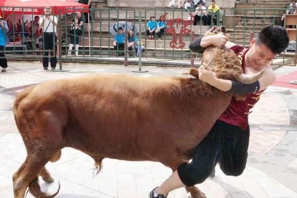 Çin usulü boğa güreşi