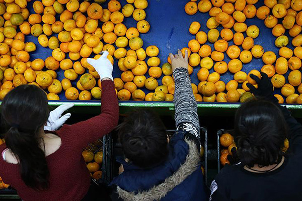 Adana'da narenciye hasadı yüz güldürüyor