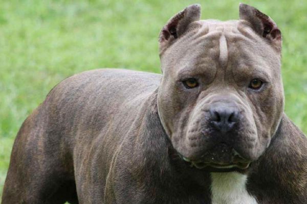 Silivri'de  pitbull dehşeti