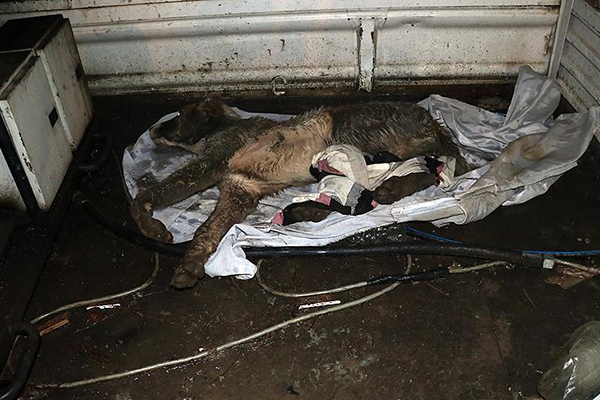 Can çekişen köpek için seferber oldular