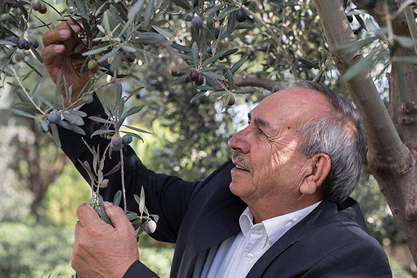 Tariş, zeytinyağı alımlarına başladı