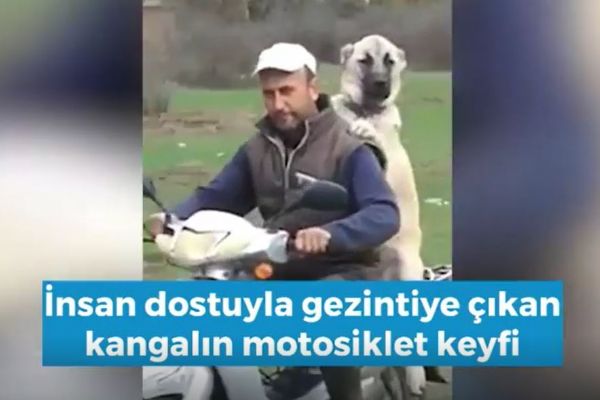 Kangal'ın motosiklet keyfi