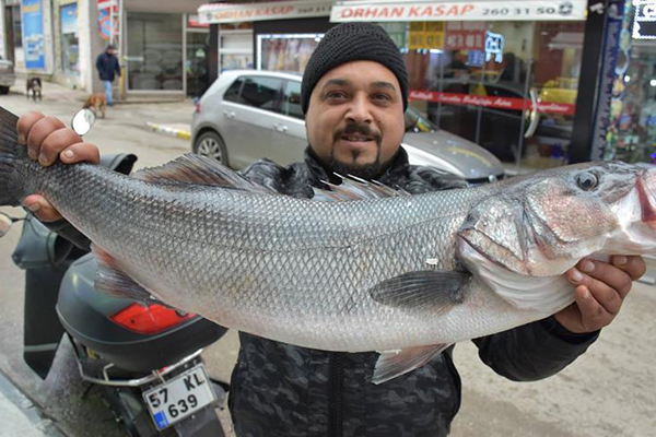 Karadenizli balıkçılarda levrek sevinci