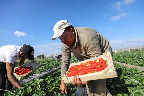 Filistinliler, Gazze ablukasını tarımdaki marifetiyle deliyor