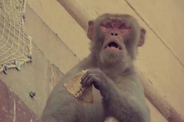 Hindistan'da maymun hırsızlar, telefon ve yiyecek çalıyor