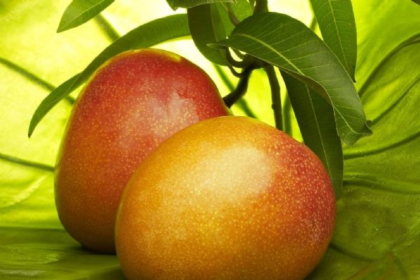 Mango hakkındaki bu bilgileri duyunca şaşıracaksınız