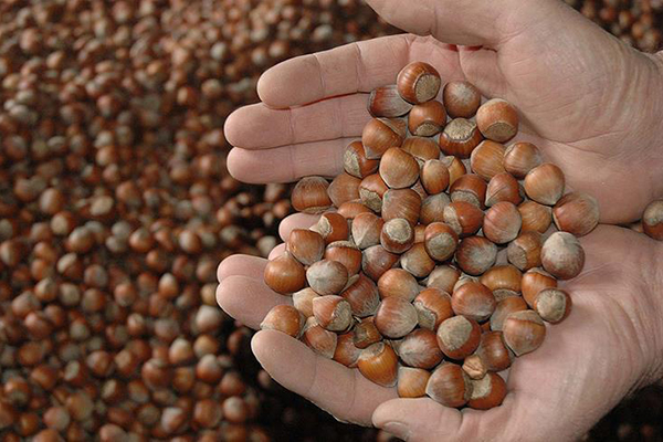 Fındık üreticisine 'gelir desteği' uyarısı