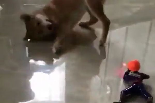 Oyuncak askerle oynayan köpeğim Oscar'lık performansı