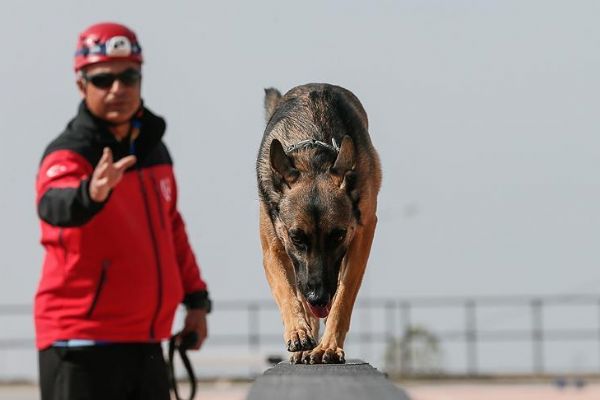 17 yıldır hayat kurtaran köpekler yetiştiriyor.