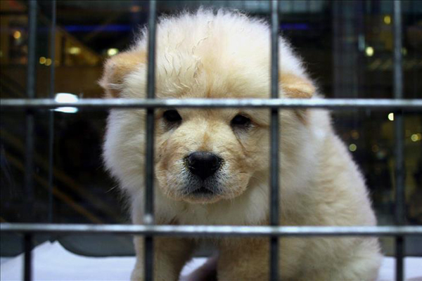 Evcil hayvanlar için örnek iş birliği