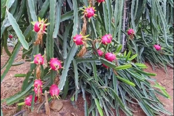 İşte o meşhur 'Ejder Meyvesi'