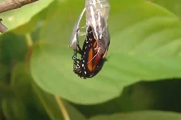 Tırtılın kelebeğe dönüşü