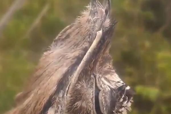 Dünyanın en iyi kamufle olan canlısı,'Çoban aldatan kuşu'