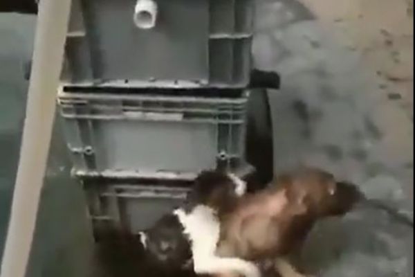 Can kurtaran köpek, kediyi kurtardı