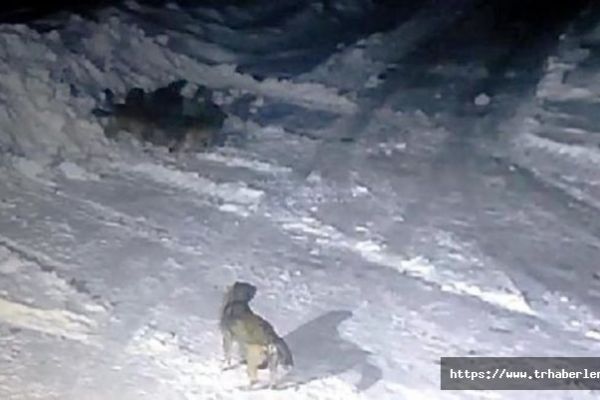 Aç Kurtlar köye indi, iki köpeği telef etti