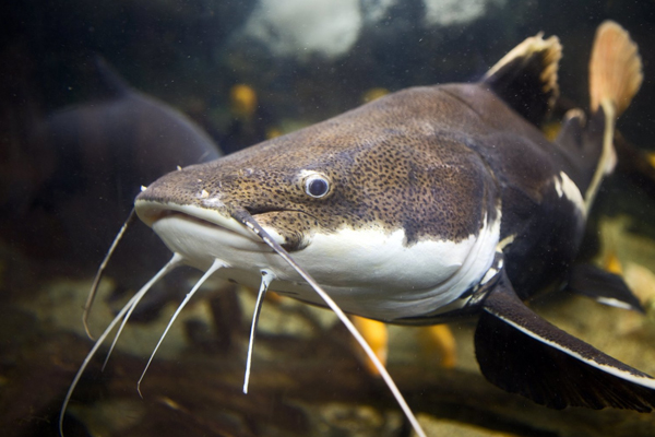 Kızılırmak'ta 103 kilogramlık yayın balığı yakalandı