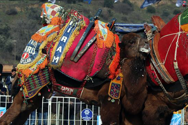 Aydın'da düzenlenen festivalde 130 deve güreştirildi