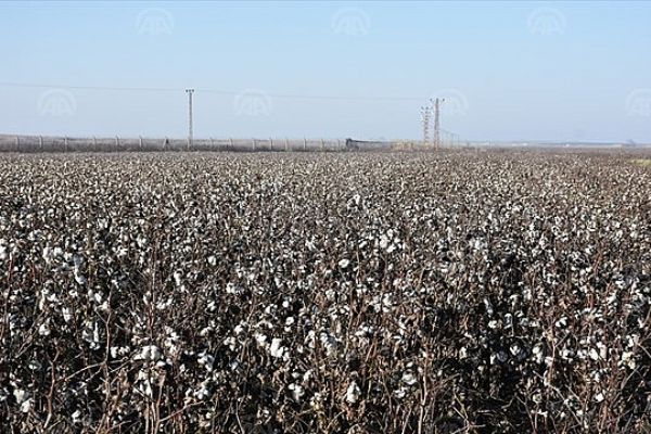 Beyaz altın sonbahar yağmurları mağduru