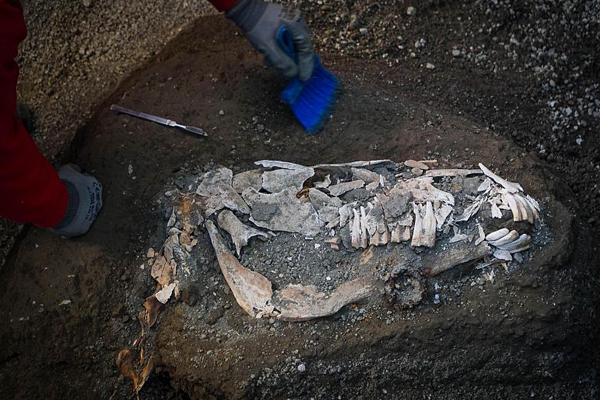 Roma dönemine ait at iskeleti bulundu