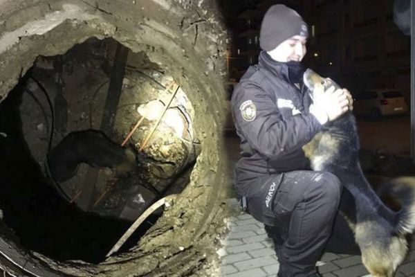 Bursa'da kanalizasyon çukuruna düşen köpeği bekçi kurtardı