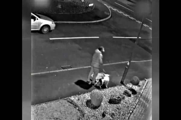 Yol kenarına bırakılan köpeğin tepkileri güvenlik kamerasında