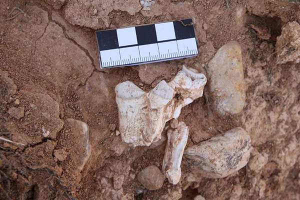 Denizli'de 9 milyon yıl öncesine ait 14 hayvan fosili bulundu