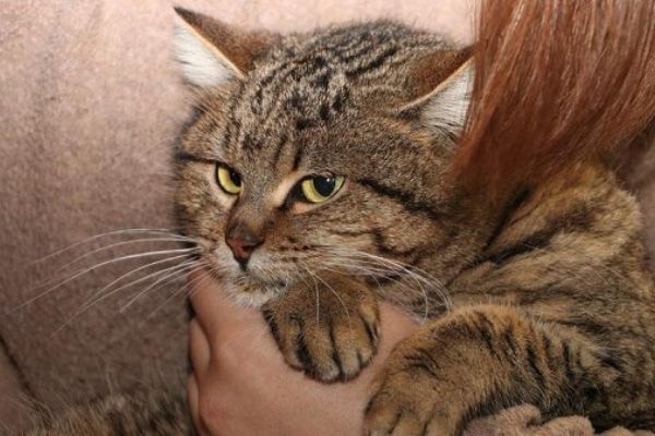 Çöpte buldukları kediyi sahiplendiler