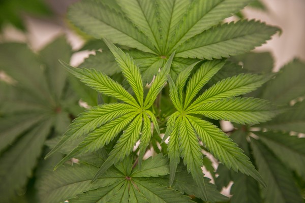 Tayland'da tıbbı amaçlı marihuanna izni