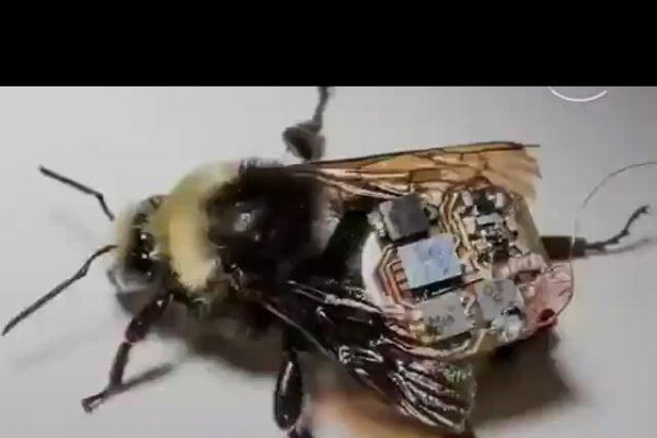 Bitkilerden veri toplamak için drone yerine yaban arıları kullanılıyor