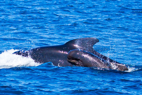 Japonya ticari balina avına devam edecek