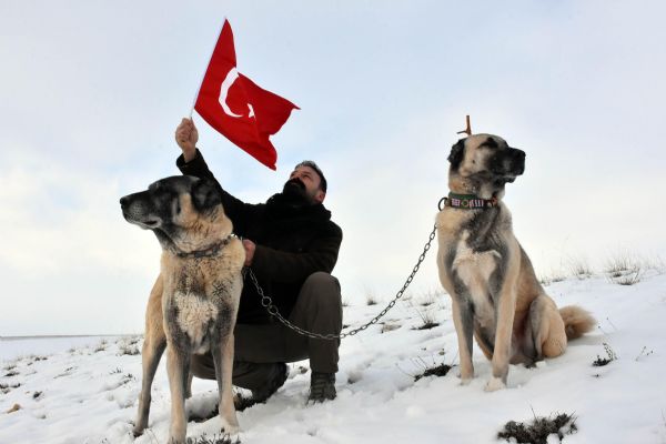 İtalya'dan Türkiye'ye kangal için geldiler