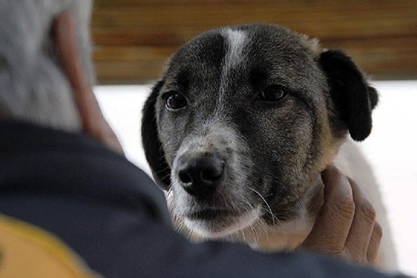 Rusya’da bir Hachiko öyküsü: -30 derecede 6 ay sahibini bekledi