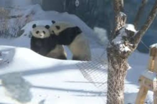 Pandalardan keyifli görüntüler