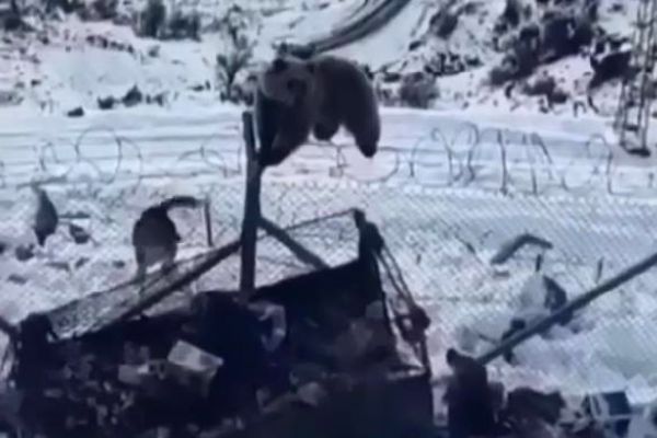 Askeri üsse ayı girdi