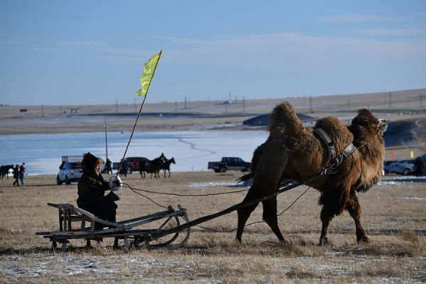Moğollar'ın geleneksel Naadam festivali