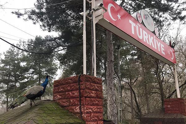 Türkiye'ye gelenleri hudutta tavus kuşları karşılıyor