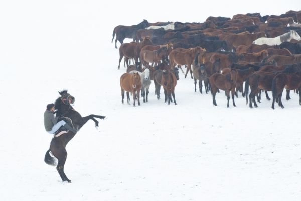 Yılkı atlarının, kar üstünde özgürlüğe koşusu