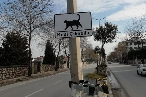 Sürücülere 'Kedi Çıkabilir' levhalarıyla uyarı