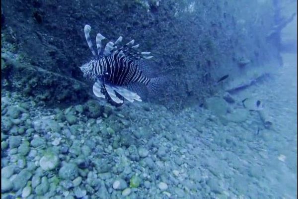 Zehirli arslan balığı, Akdeniz'den sonra Ege'de de görüldü