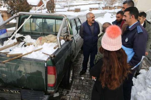 Muş'ta köylülerin yakaladığı kurdu kaymakam serbest bıraktı