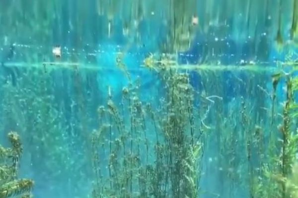 Su altındaki ağaç ve bitkiler, 4 kat daha fazla oksijen üretiyor