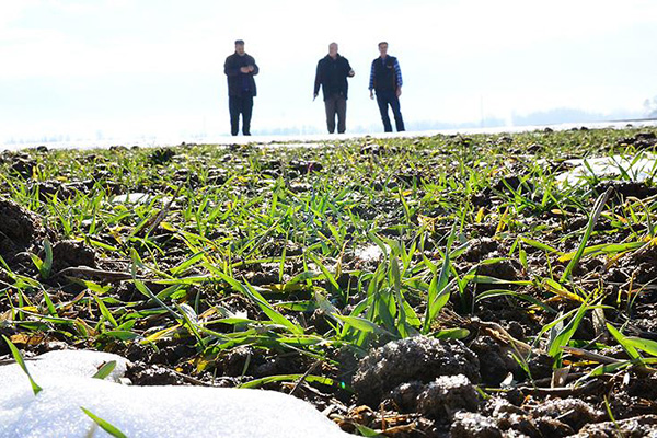 Yağışlar çiftçiye nefes aldırdı